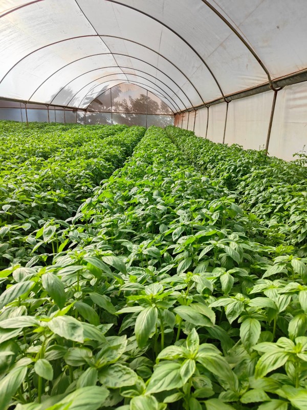 BASIL from Kenya